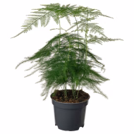 Asparagus Fern - Image 2