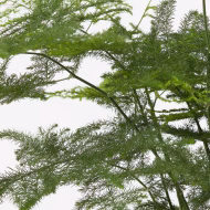 Asparagus Fern - Image 3