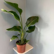 Bird of Paradise
