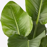 Bird of Paradise - Image 2