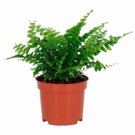 Boston Fern - Image 3