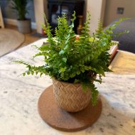 Boston Fern - Image 2