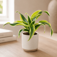 Dracaena 'Lemon Surprise'
