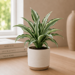 Dracaena 'Malaika'