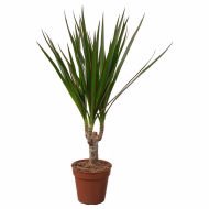 Dragon Tree - Image 2