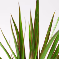 Dragon Tree - Image 3