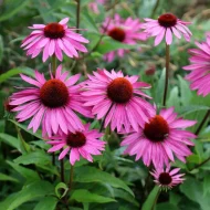 Echinacea Purpurea 'Nectar Pink' Plug Plants
