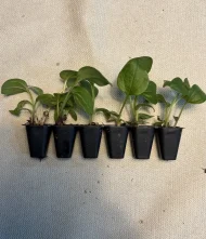 Echinacea Purpurea 'Nectar Pink' Plug Plants - Image 2