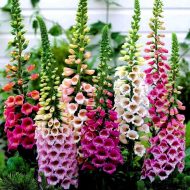 Foxglove Digitalis ‘Foxy Mixed’ Plug Plants