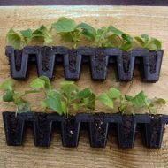 Foxglove Digitalis ‘Foxy Mixed’ Plug Plants - Image 2