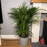 Areca Palm