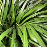 Areca Palm - Image 2