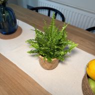 Boston Fern