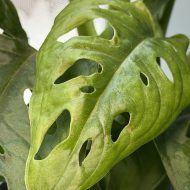 Monstera obliqua 'Monkey Leaf' - Image 3