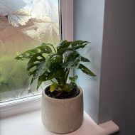 Monstera obliqua 'Monkey Leaf'