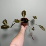Prayer Plant Tricolour - Maranta Fascinator