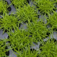 Irish Moss (Sagina Subulata) Plug Plants