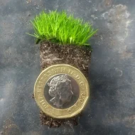 Irish Moss (Sagina Subulata) Plug Plants - Image 2