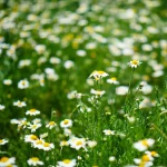 Lawn Chamomile Plug Plants