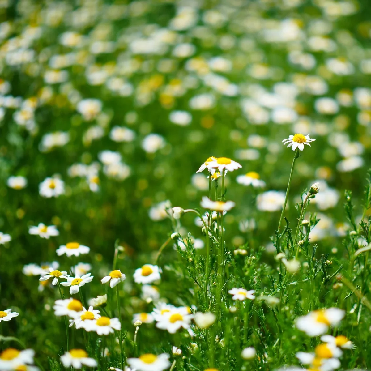 Lawn-Chamomile Chamomile Lawn Plug Plants - Image 1