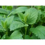 Lemon Balm Plug Plants