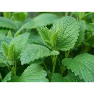 Lemon Balm Plug Plants