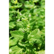 Lemon Balm Plug Plants - Image 2