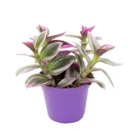 Tradescantia Nanouk - Image 5