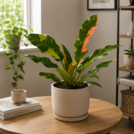 Philodendron 'Ring of Fire'