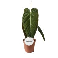 Philodendron black-gold - Image 2