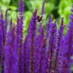 Salvia Nemorosa ‘Caradonna’ Plug Plants
