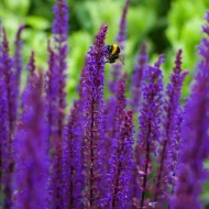 Salvia Nemorosa ‘Caradonna’ Plug Plants