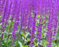 Salvia Nemorosa ‘Caradonna’ Plug Plants - Image 5