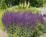 Salvia Nemorosa ‘Caradonna’ Plug Plants - Image 6