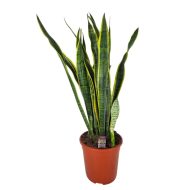 Snake Plant - Image 5