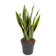 Snake Plant - Image 4