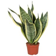 Snake Plant - Image 2