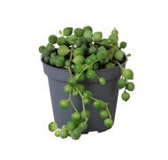 String of Pearls - Image 2