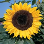 Sunflower ‘Russian Giant’ Plug Plants