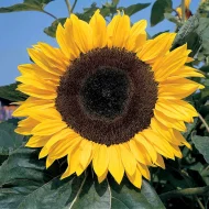 Sunflower ‘Russian Giant’ Plug Plants