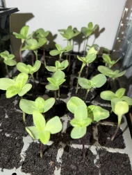 Sunflower ‘Russian Giant’ Plug Plants - Image 2