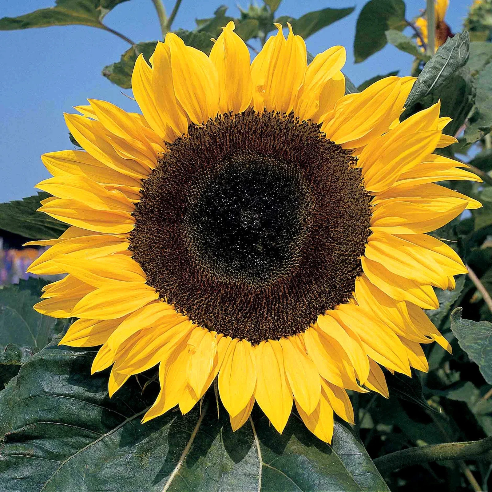 SunflowerPlugPlants Sunflower ‘Russian Giant’ Plug Plants - Image 1