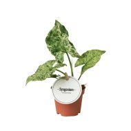 Syngonium Mottled Mojito - Image 2