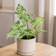 Syngonium Mottled Mojito