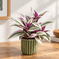 Tradescantia Nanouk