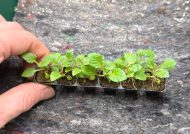 Verbena Bonariensis Plug Plants - Image 2