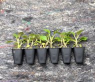 Verbena Bonariensis Plug Plants - Image 3