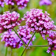 Verbena Bonariensis Plug Plants - Image 4