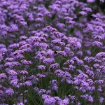 Verbena Bonariensis Plug Plants