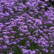 Verbena Bonariensis Plug Plants
